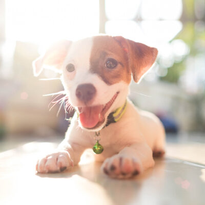 Dog Food & Flea