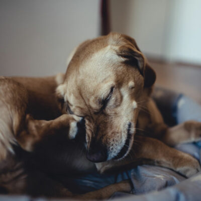 Essential flea medicines to keep your canine’s fur healthy