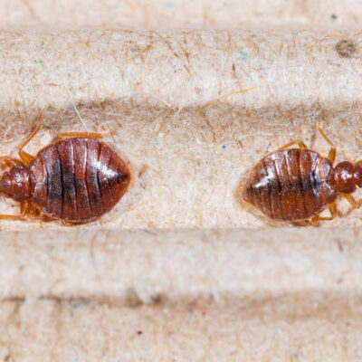 Top 3 bed bug sprays you can consider