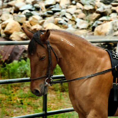 4 common aids used to train horses